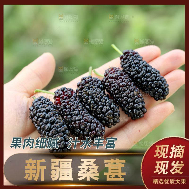 桑葚
