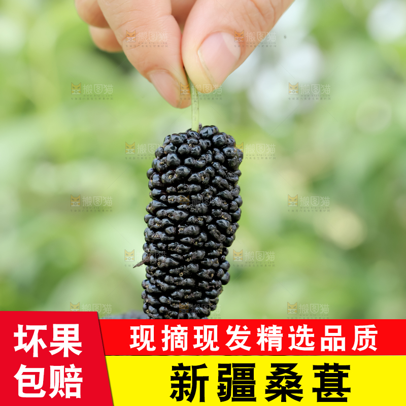 桑葚