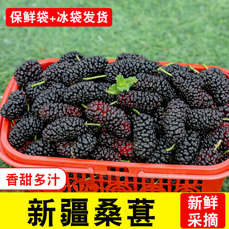 桑葚