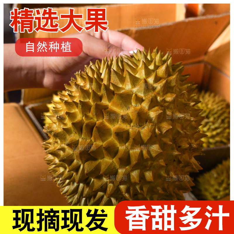 金枕榴莲