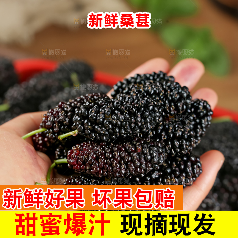 桑葚