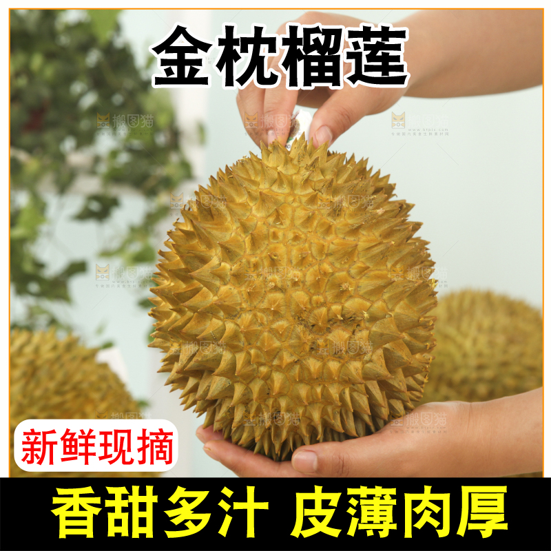 金枕榴莲
