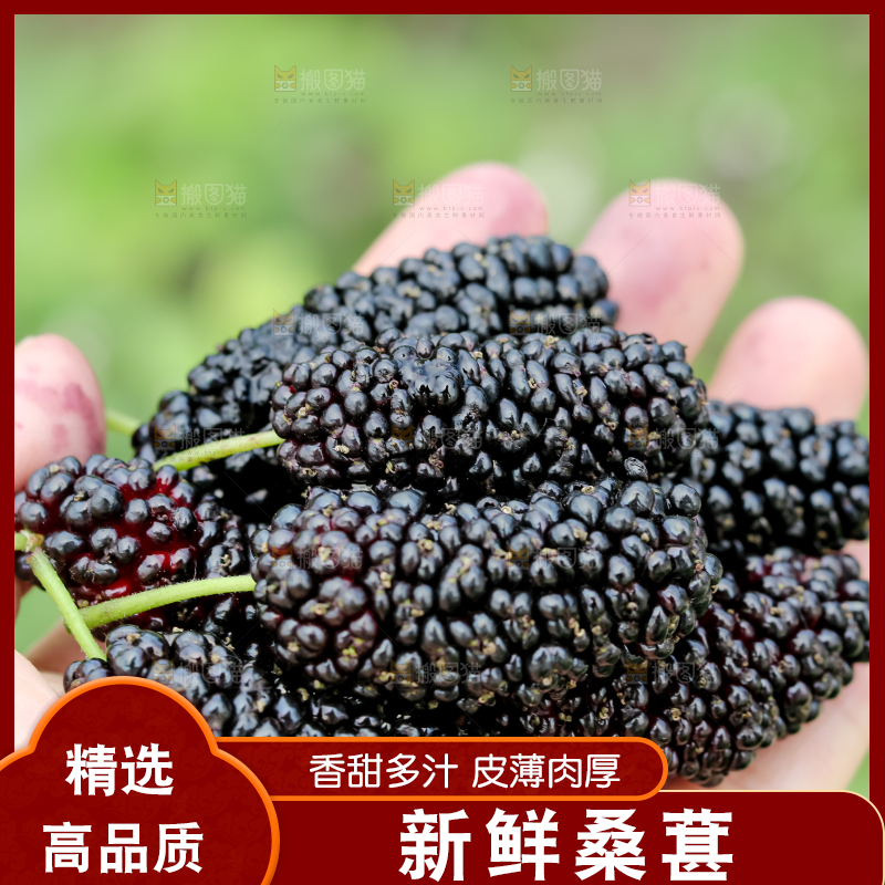 桑葚