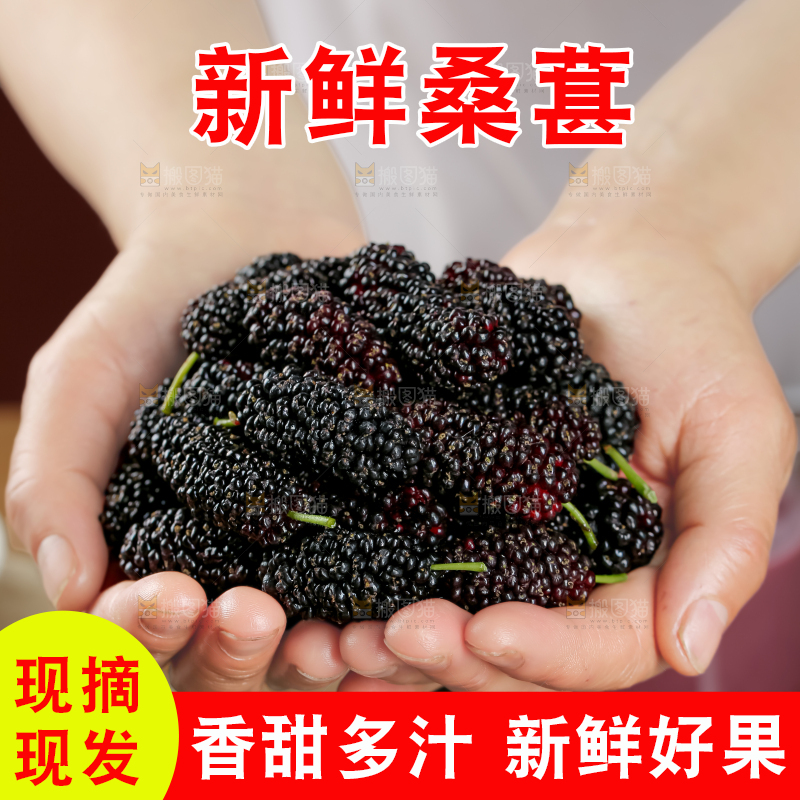 桑葚