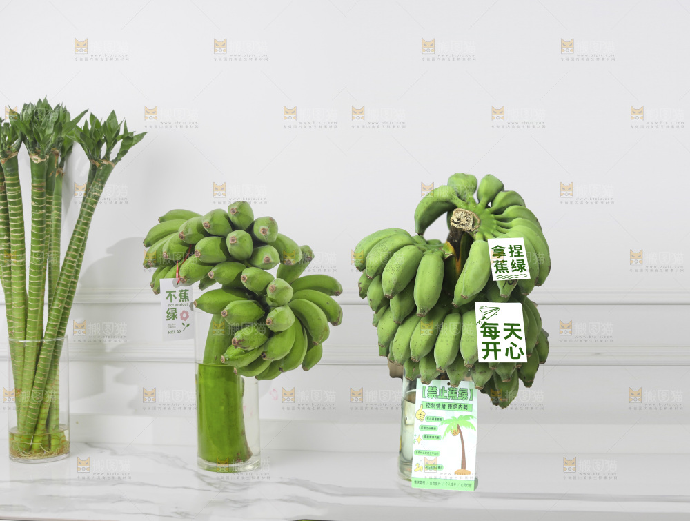 水培香蕉