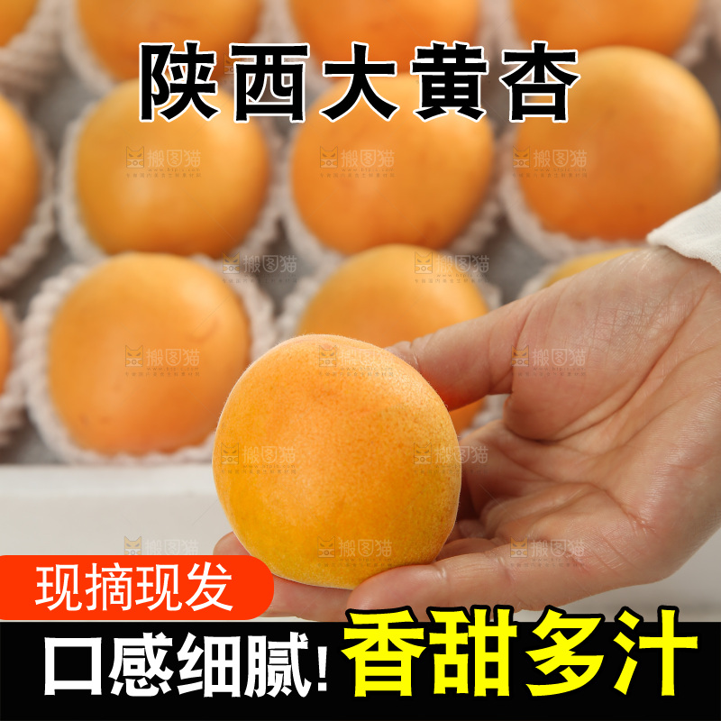 大黄杏
