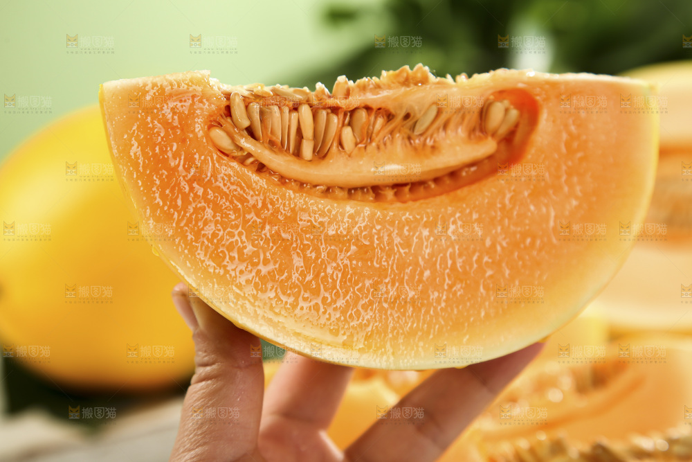 黄河蜜瓜