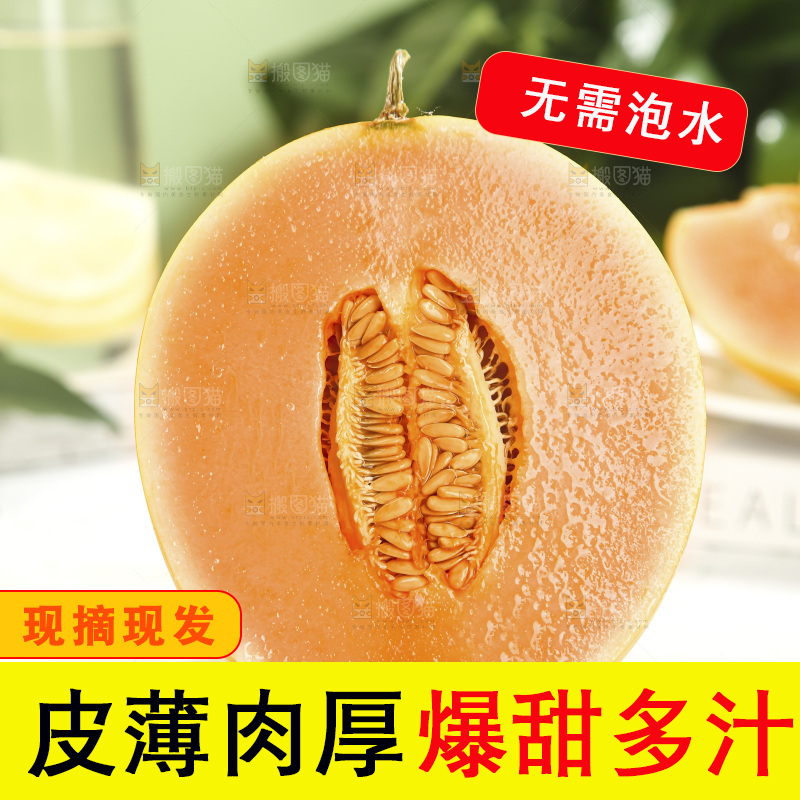 黄河蜜瓜