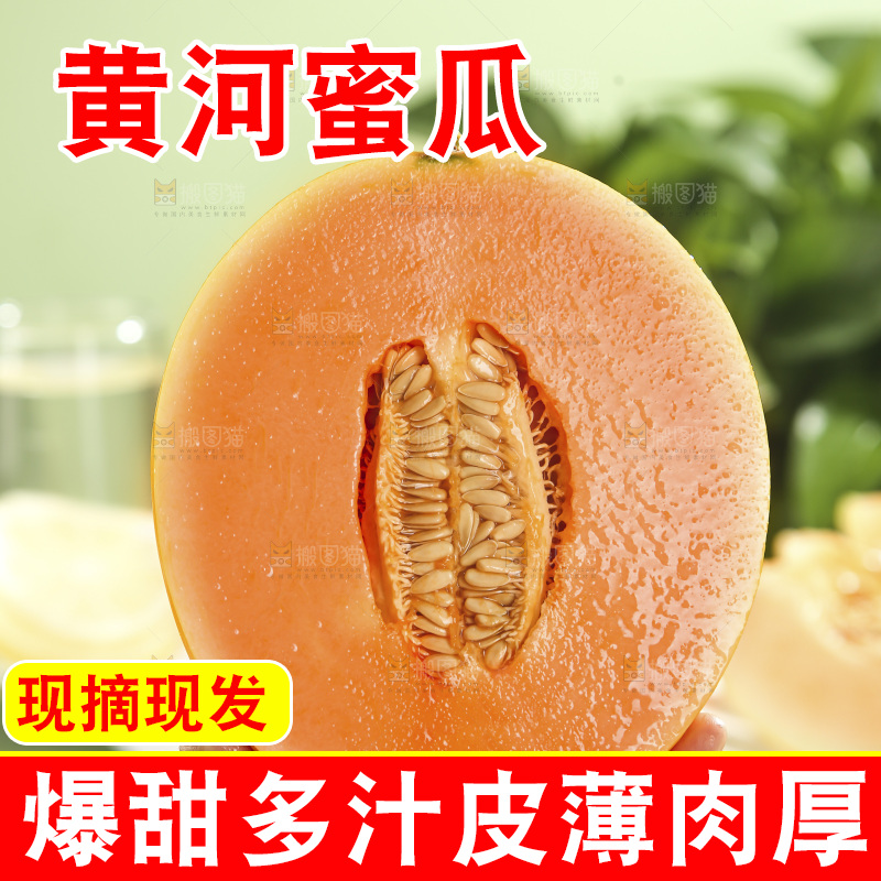 黄河蜜瓜