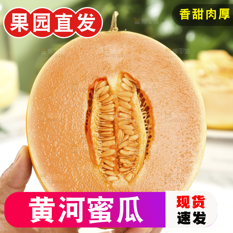黄河蜜瓜