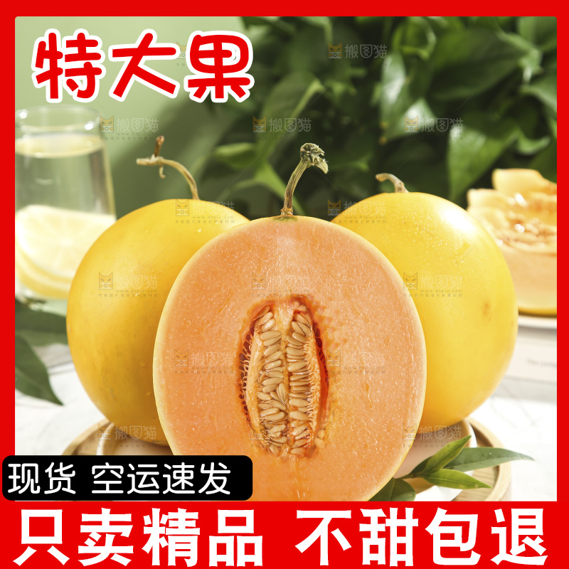 黄河蜜瓜