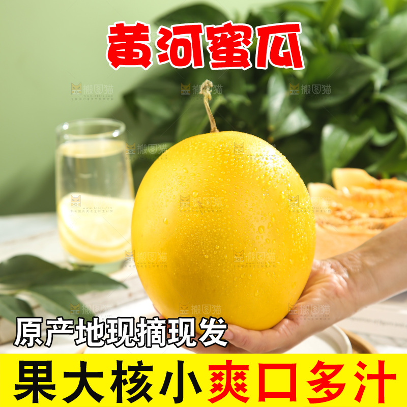 黄河蜜瓜
