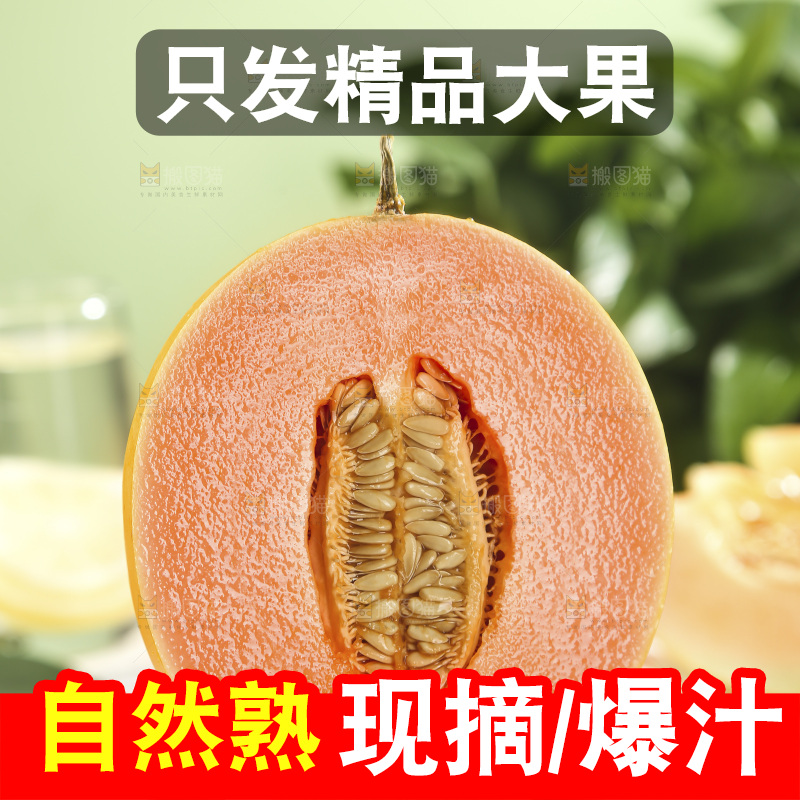 黄河蜜瓜