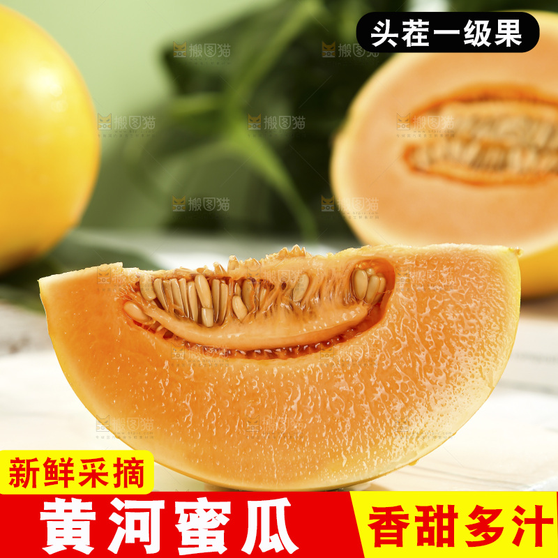 黄河蜜瓜