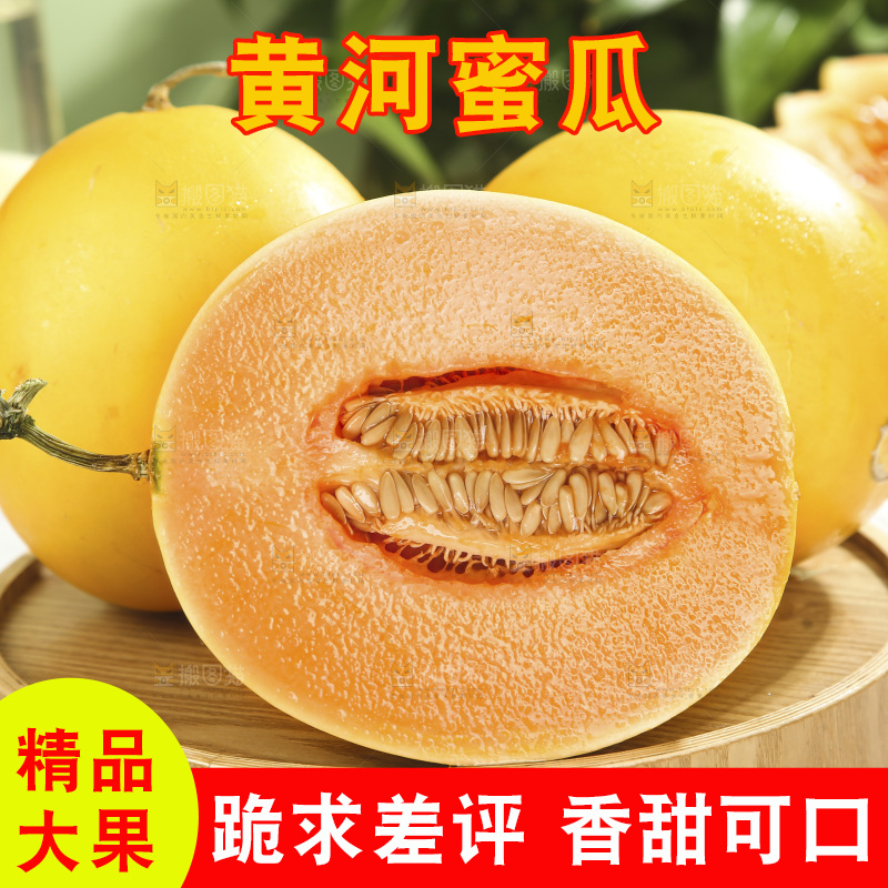 黄河蜜瓜