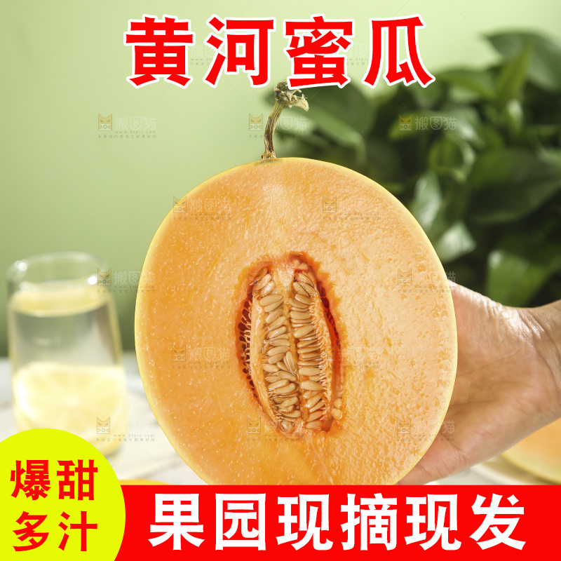 黄河蜜瓜