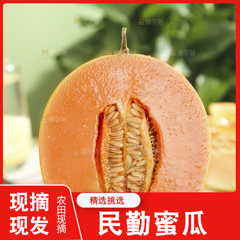 黄河蜜瓜