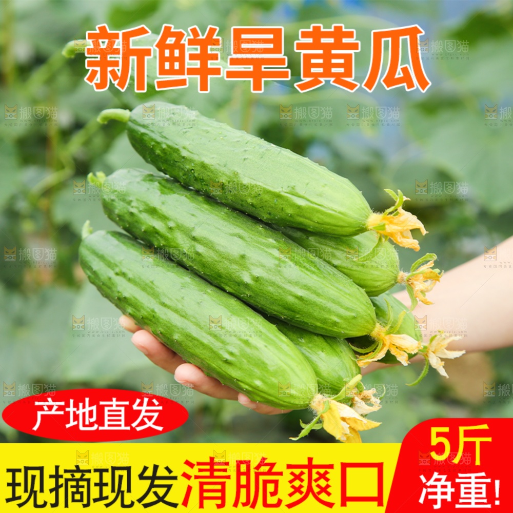 旱黄瓜主图