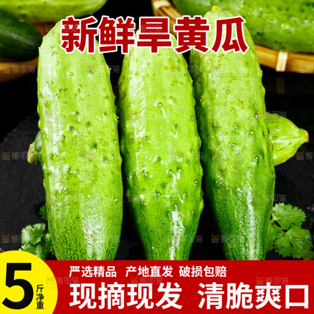 旱黄瓜主图