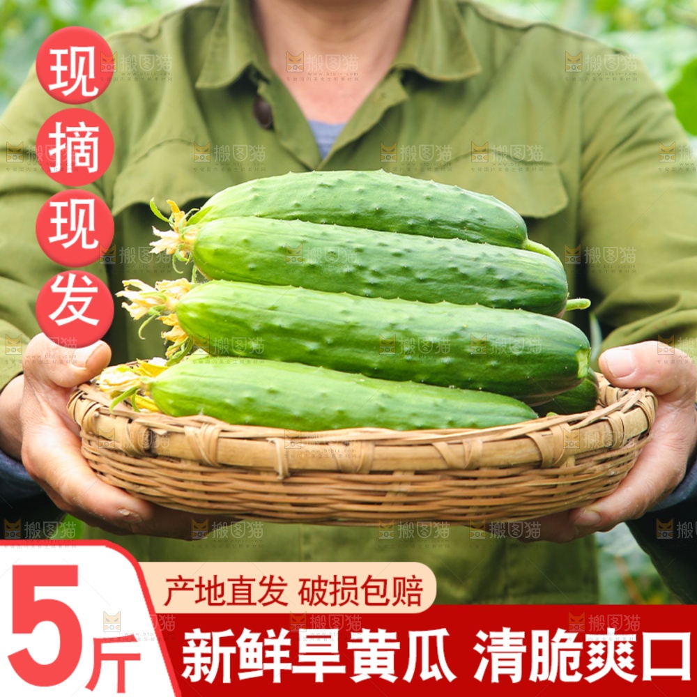 旱黄瓜主图