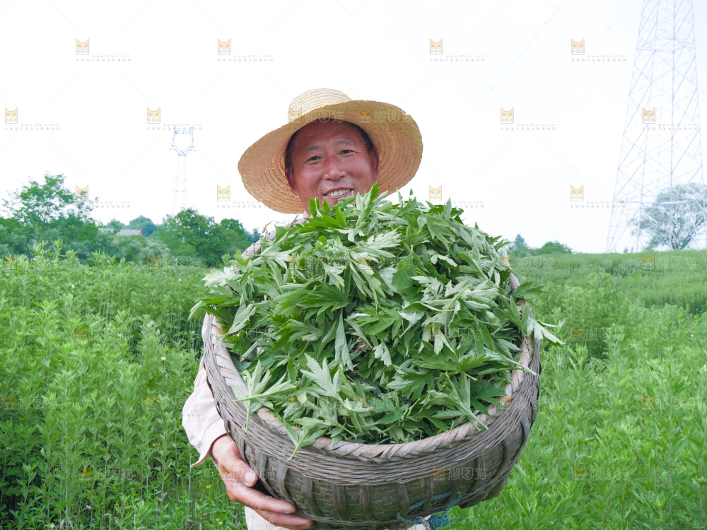 艾草