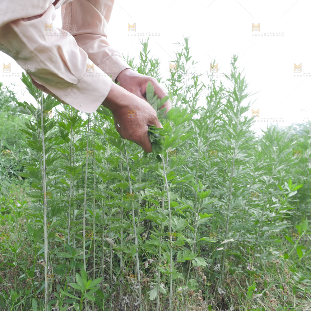 艾草