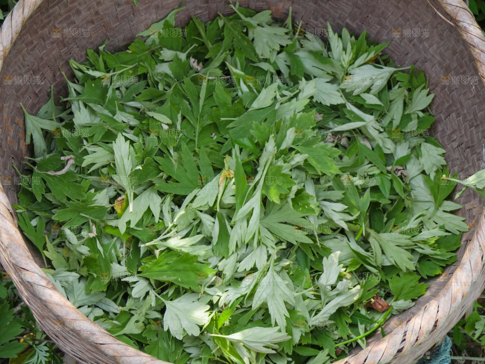 艾草