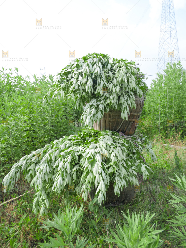 艾草