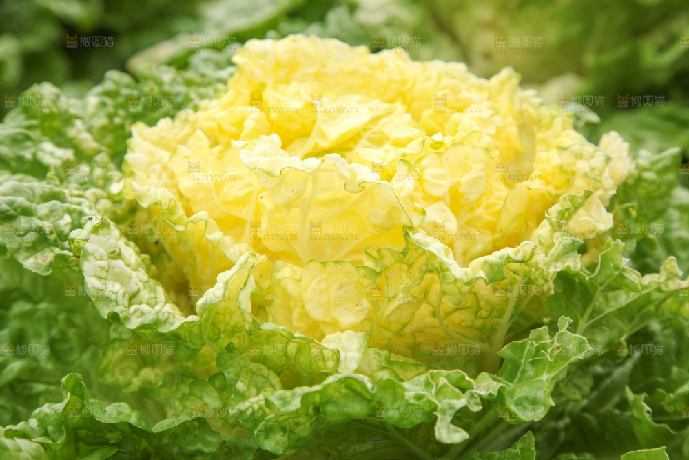 大白菜