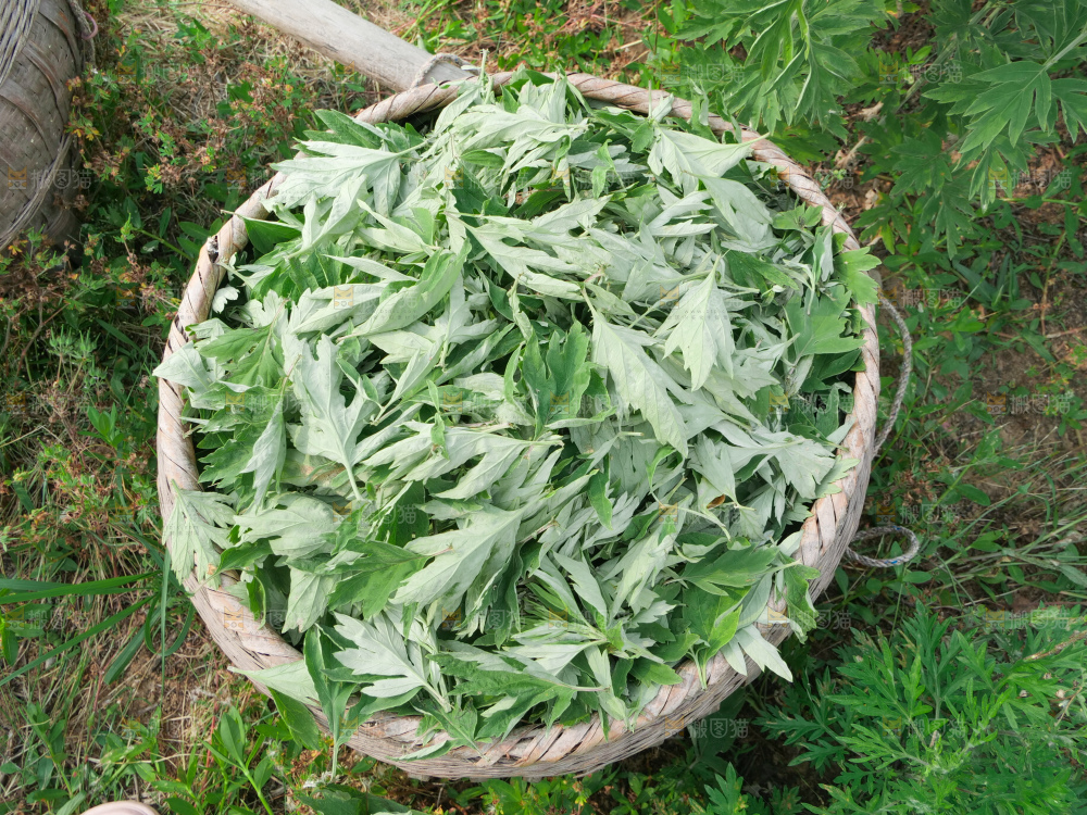 艾草
