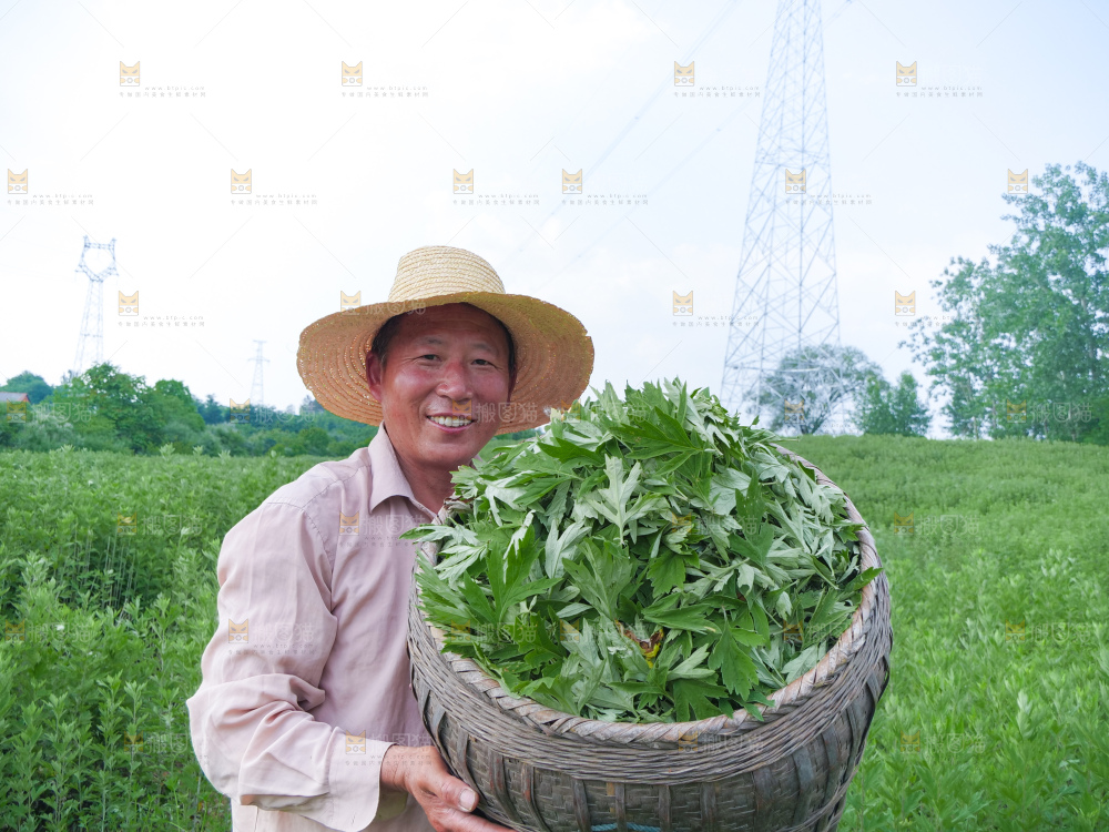 艾草