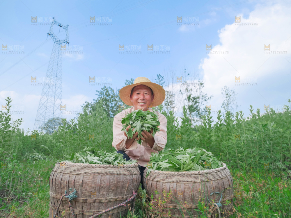 艾草