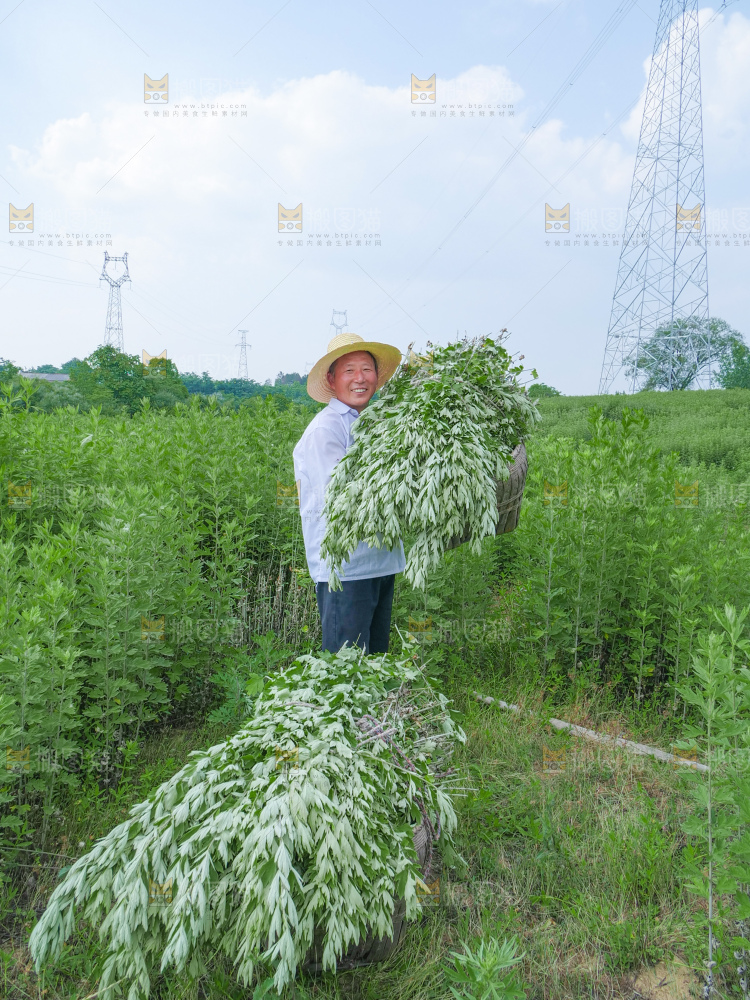 艾草