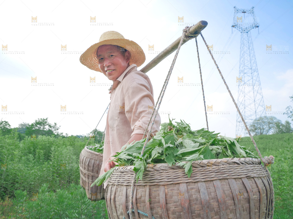 艾草