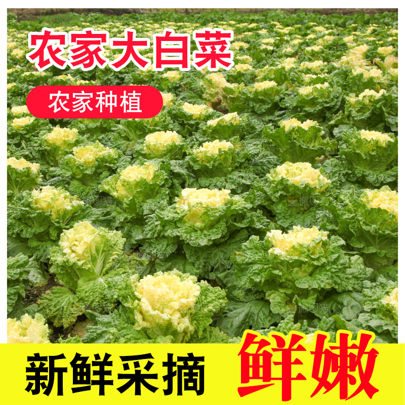大白菜