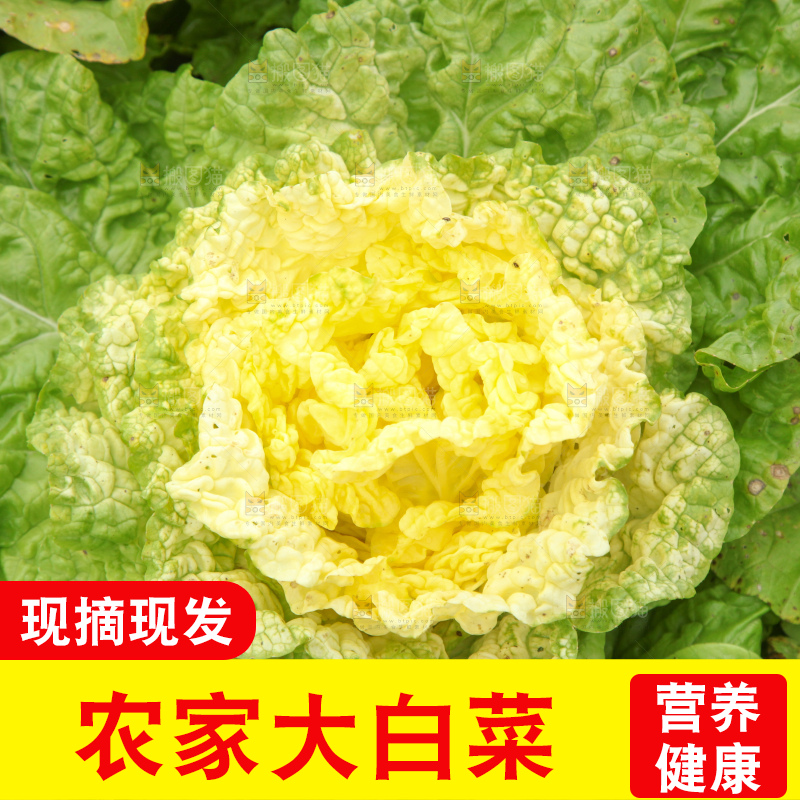 大白菜