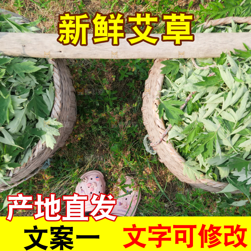 艾草