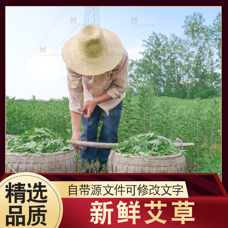艾草