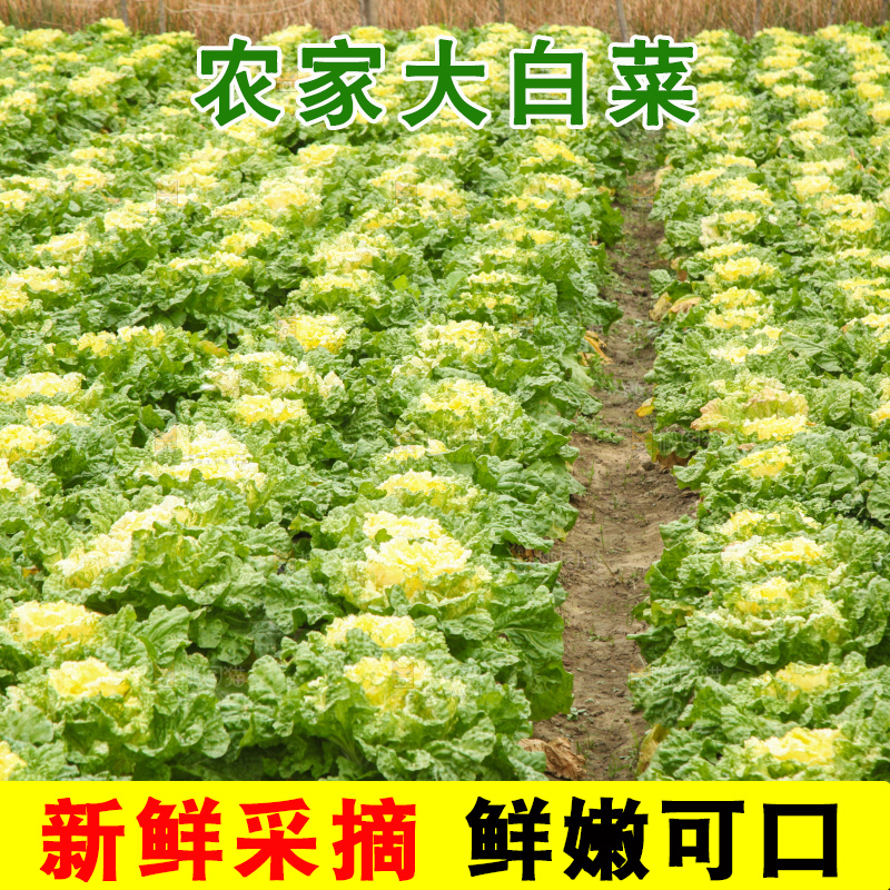 大白菜