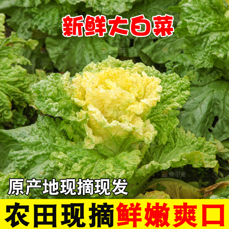 大白菜