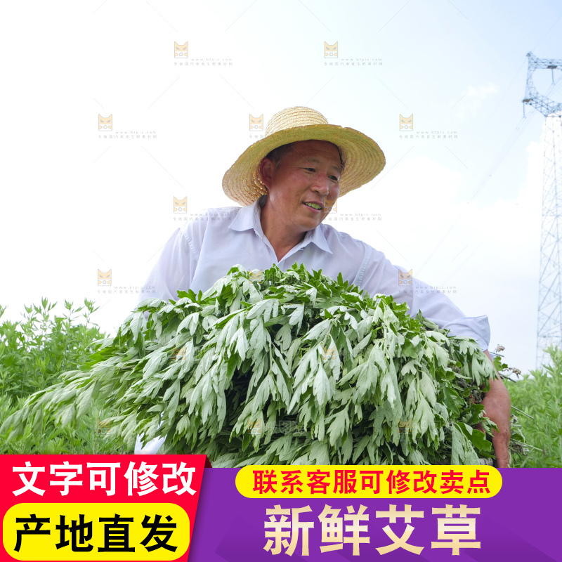 艾草