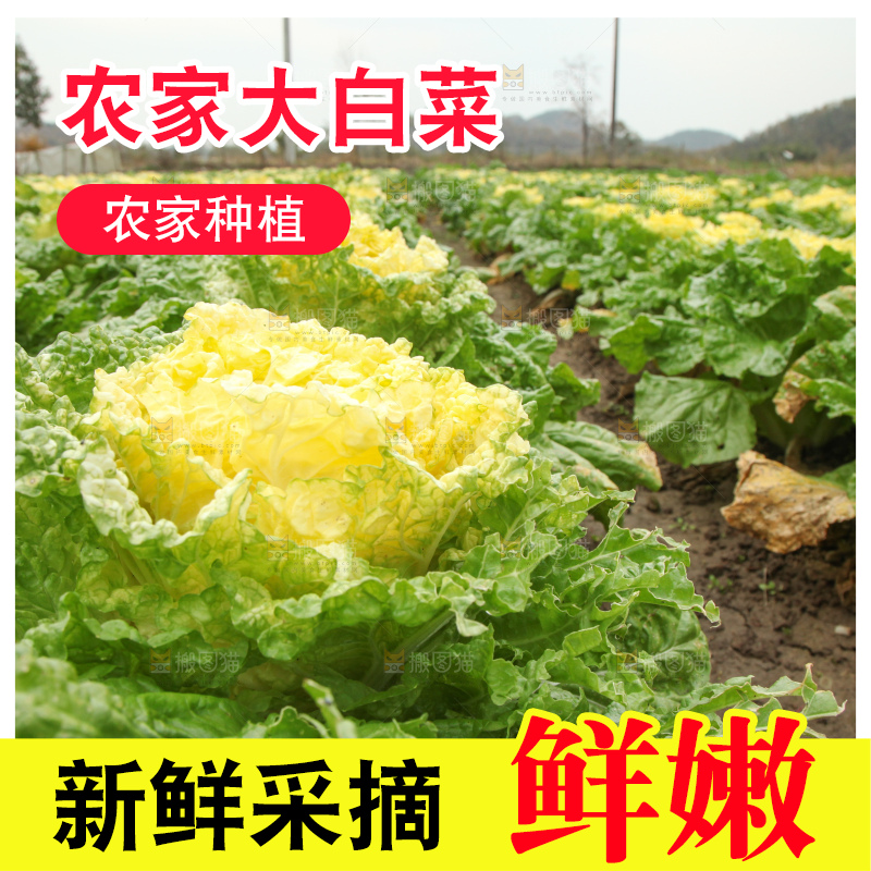 大白菜
