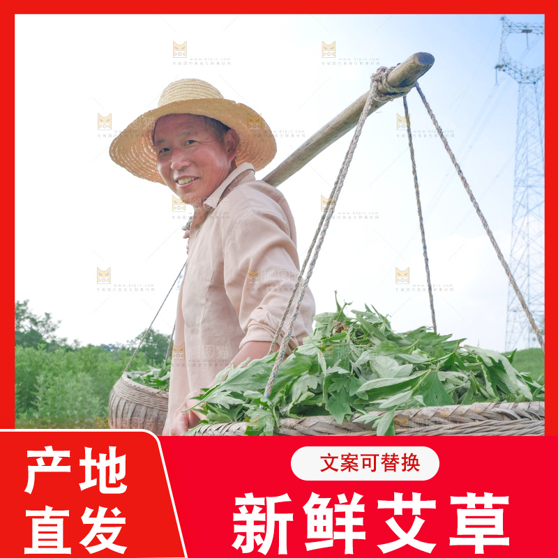 艾草
