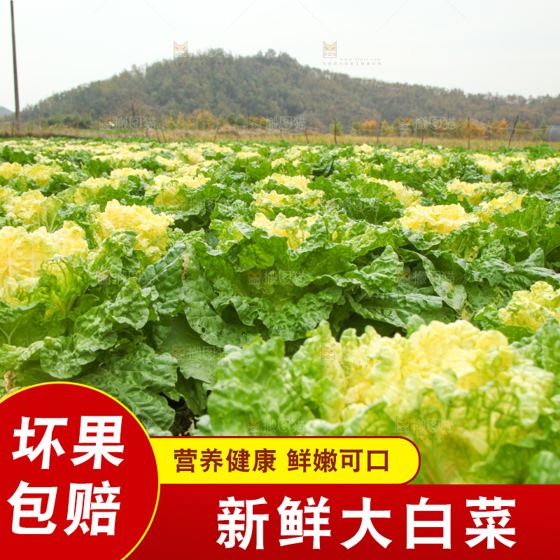 大白菜
