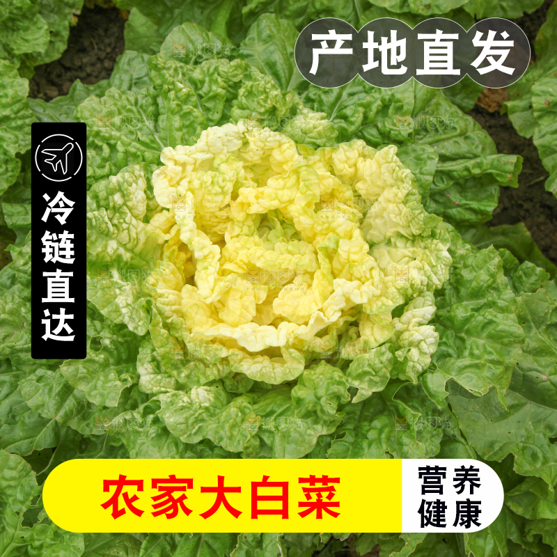 大白菜
