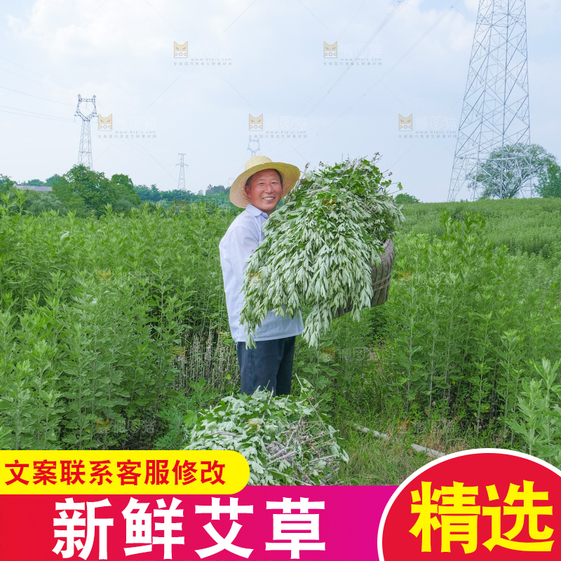 艾草