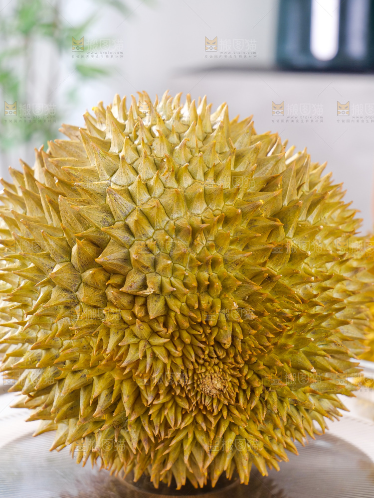 金枕榴莲