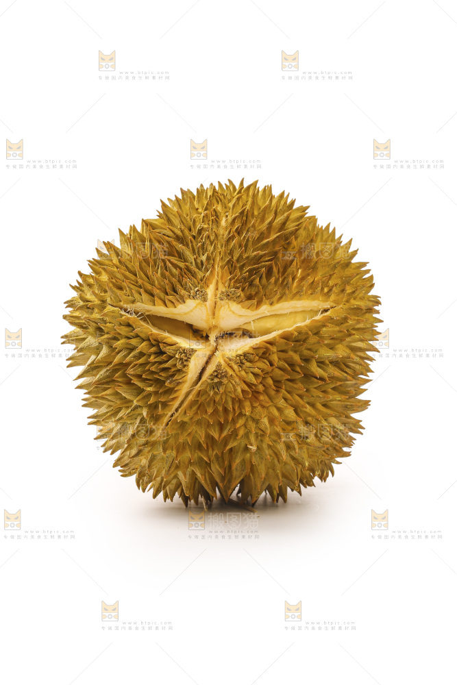 金枕榴莲