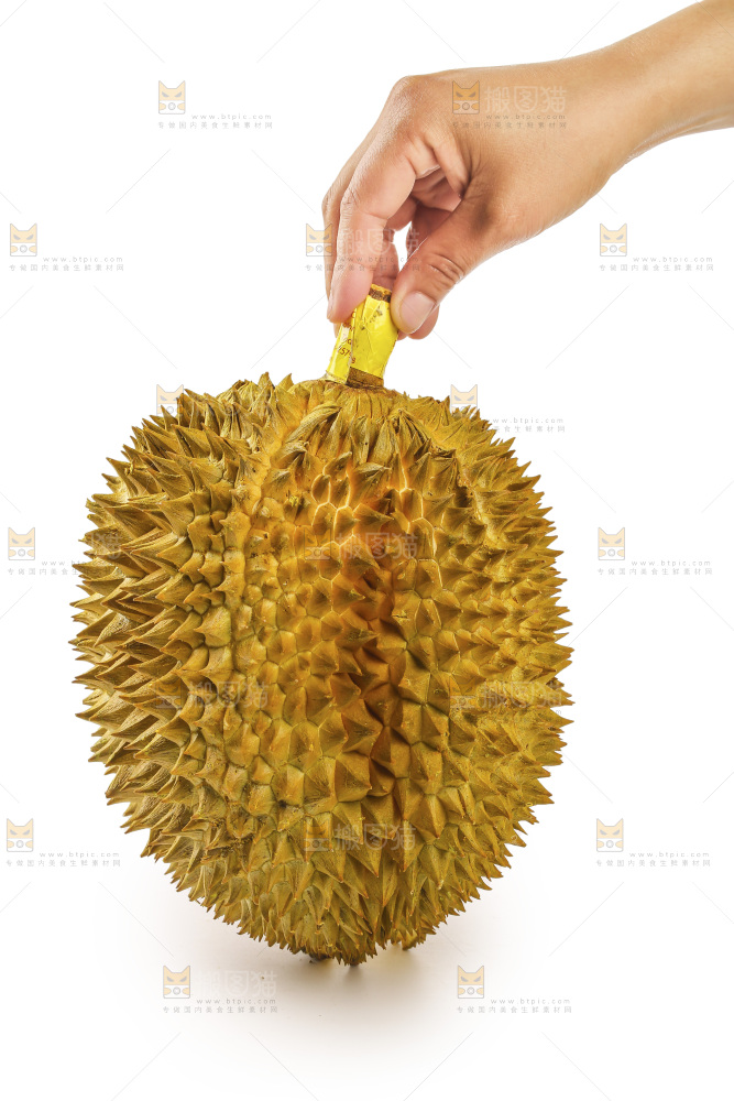 金枕榴莲