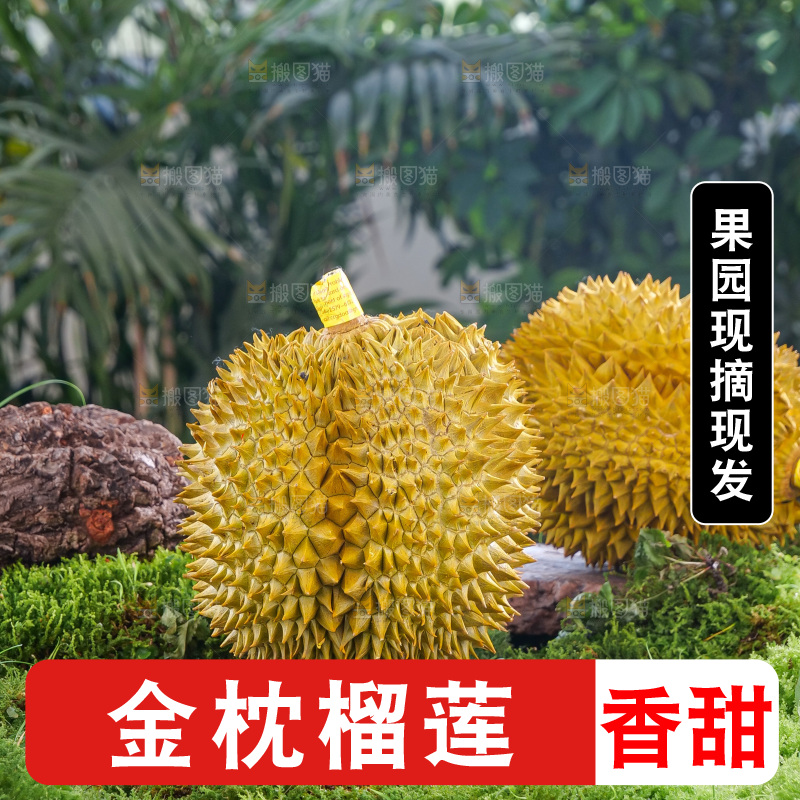 金枕榴莲